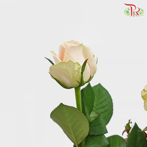 Rose Rounge (8-10 Stems) - Pudu Ria Florist Southern