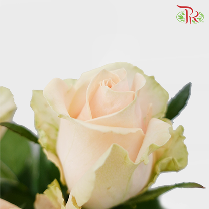 Rose Rounge (8-10 Stems) - Pudu Ria Florist Southern