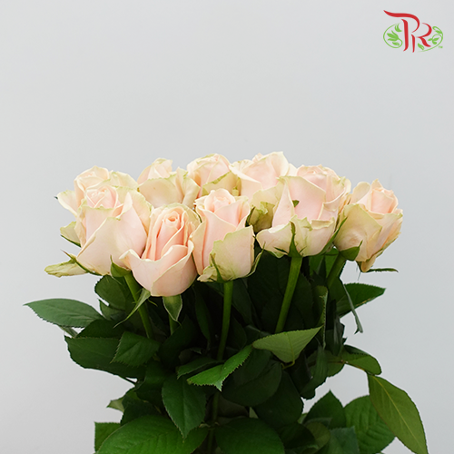 Rose Rounge (8-10 Stems) - Pudu Ria Florist Southern