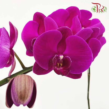 Phalaenopsis Orchid Purple Without Pot / Per Stem (L) - Pudu Ria Florist Southern