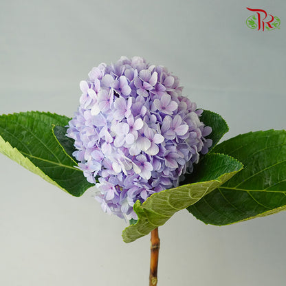 Hydrangea Purple / Per Stem - Pudu Ria Florist Southern