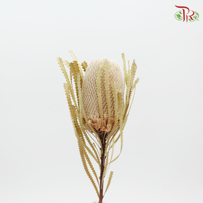 Preservative Banksia / Per Stem - Pudu Ria Florist Southern