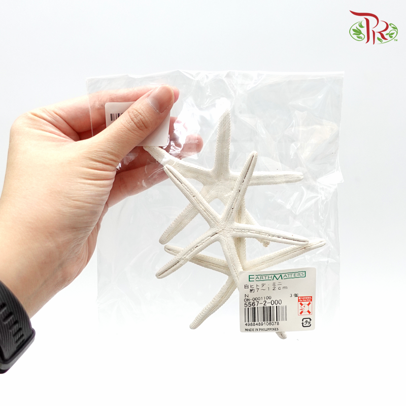 Preservative Starfish Mini - Pudu Ria Florist Southern