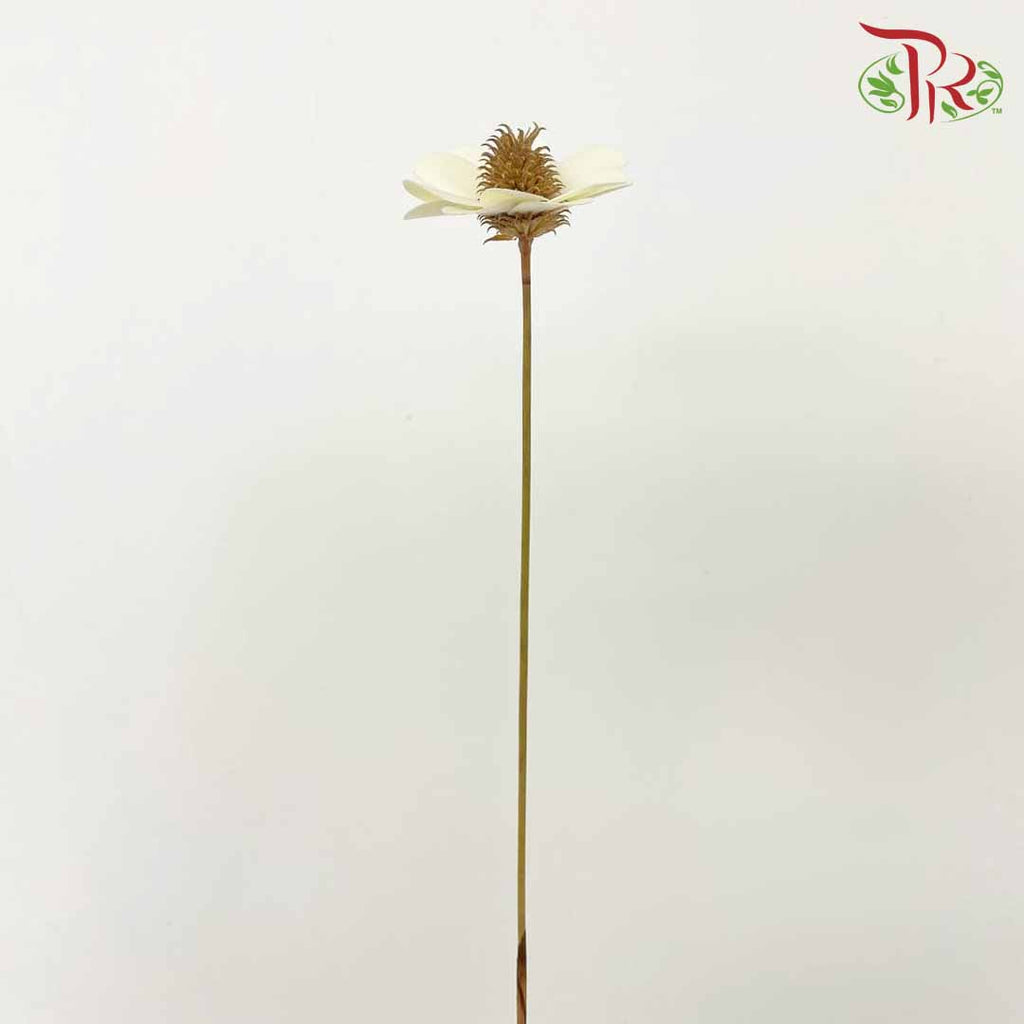 Dry Stella Luna - Creamy White - Pudu Ria Florist Southern