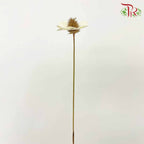 Dry Stella Luna - Creamy White - Pudu Ria Florist Southern