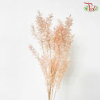 Dry Ruscus Aculeatus - Light Pink - Pudu Ria Florist Southern