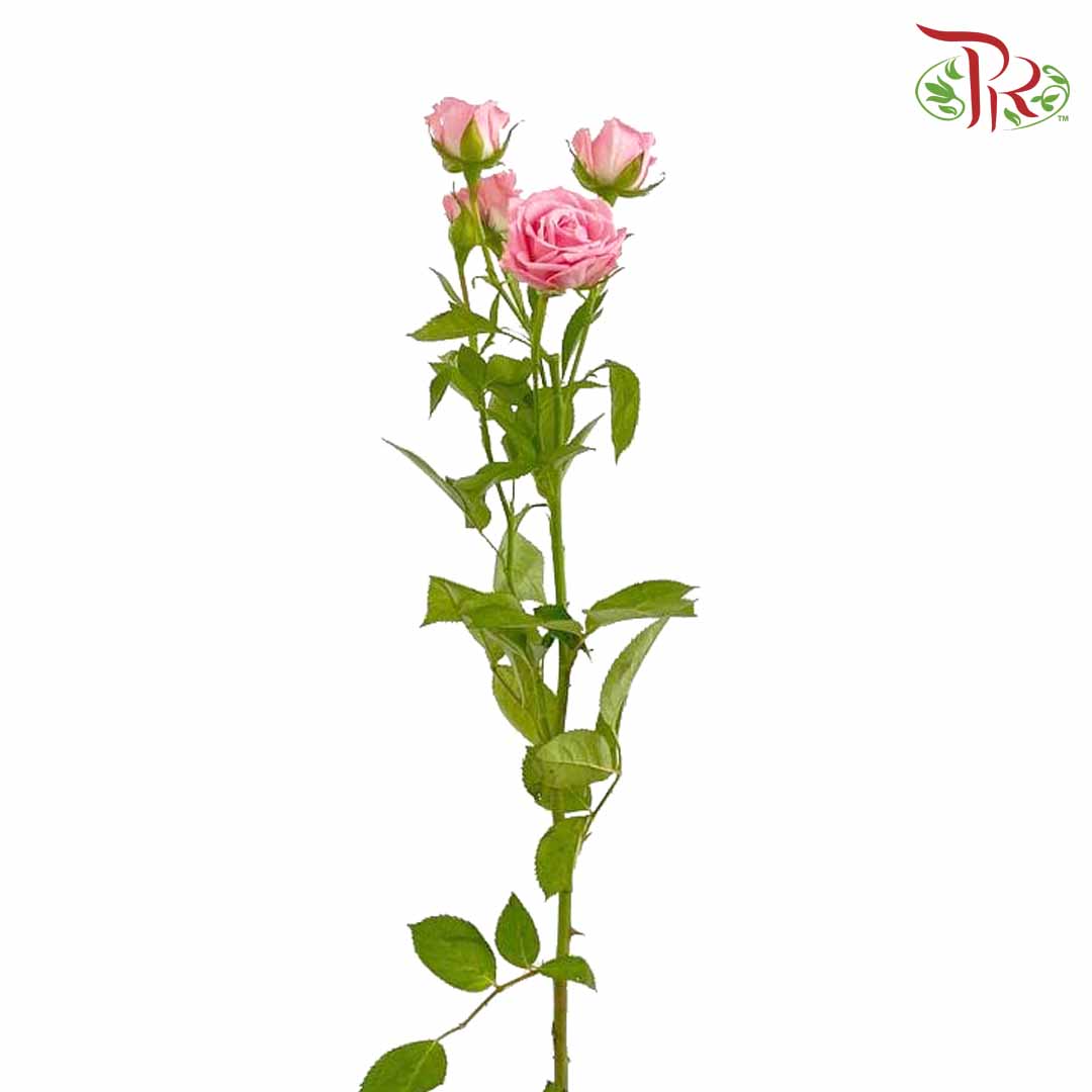 Rose Spray Pink (8-10 Stems) - Pudu Ria Florist Southern