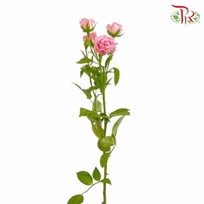 Rose Spray Pink (8-10 Stems) - Pudu Ria Florist Southern