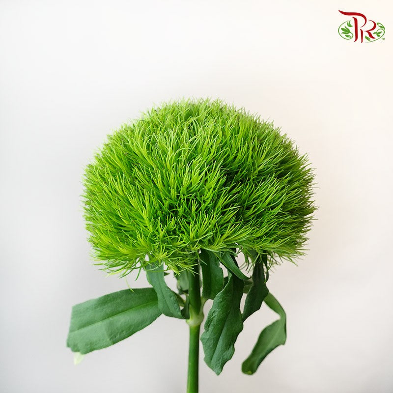Kiwi Mellow (5 stems) - Pudu Ria Florist Southern