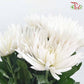 Net Mum Chrysanthemum White (10-12 Stems)