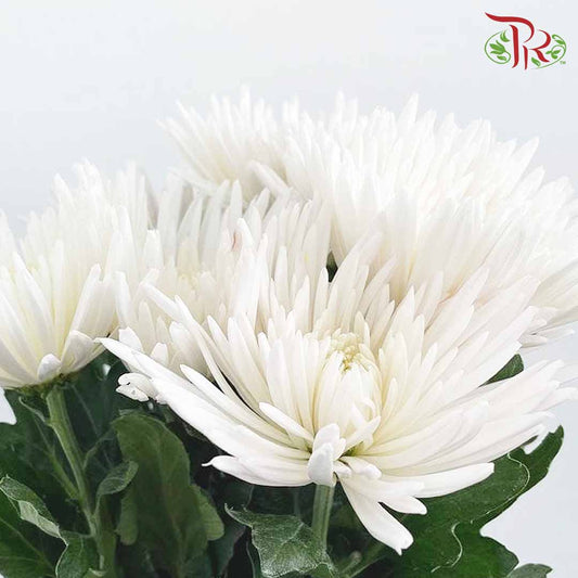 Net Mum Chrysanthemum White (10-12 Stems) - Pudu Ria Florist Southern