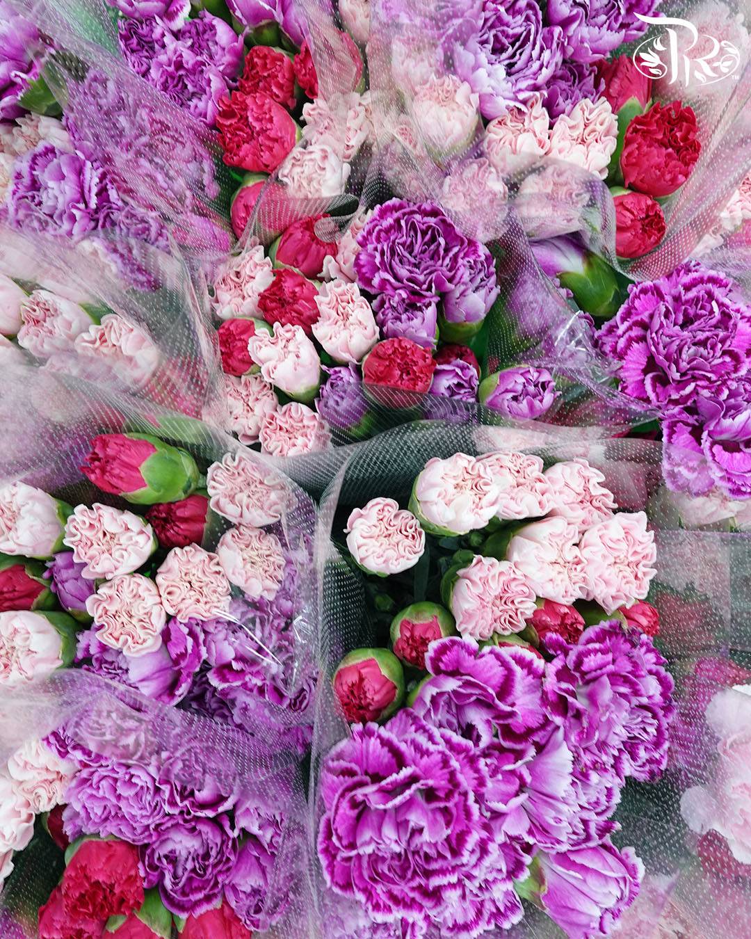 Limited Mixed Carnations - Pudu Ria Florist Southern