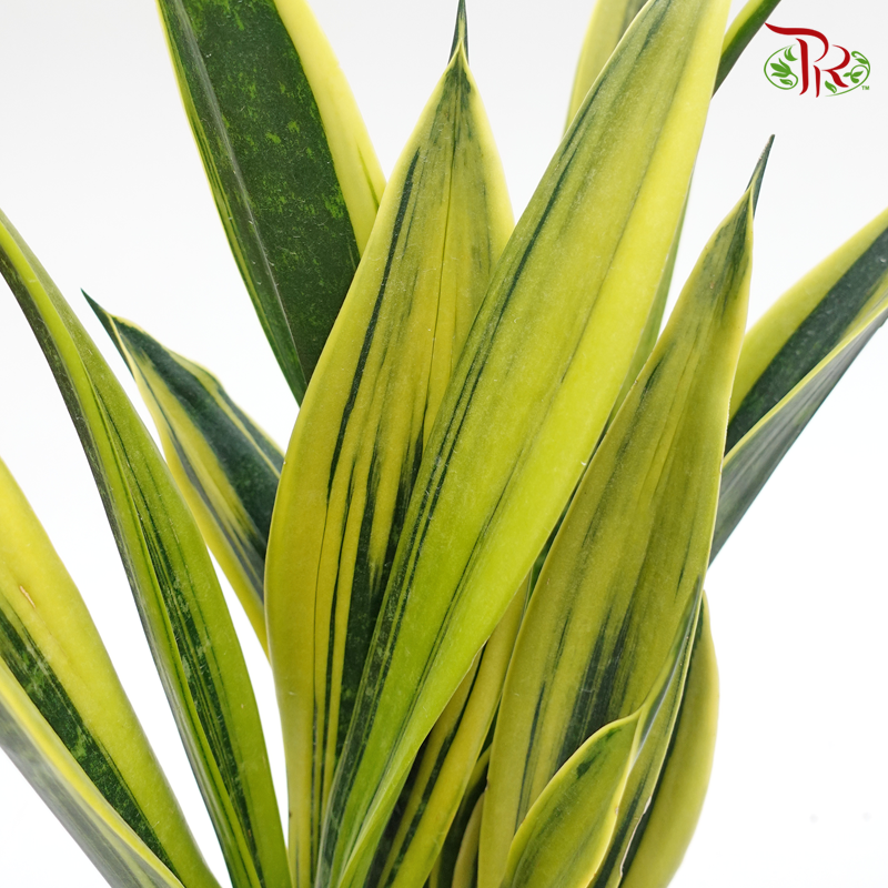 Sansevieria Superba - Pudu Ria Florist Southern