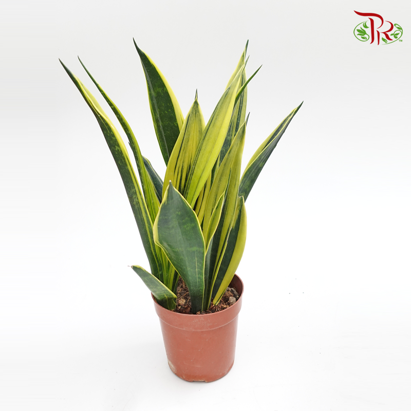 Sansevieria Superba - Pudu Ria Florist Southern