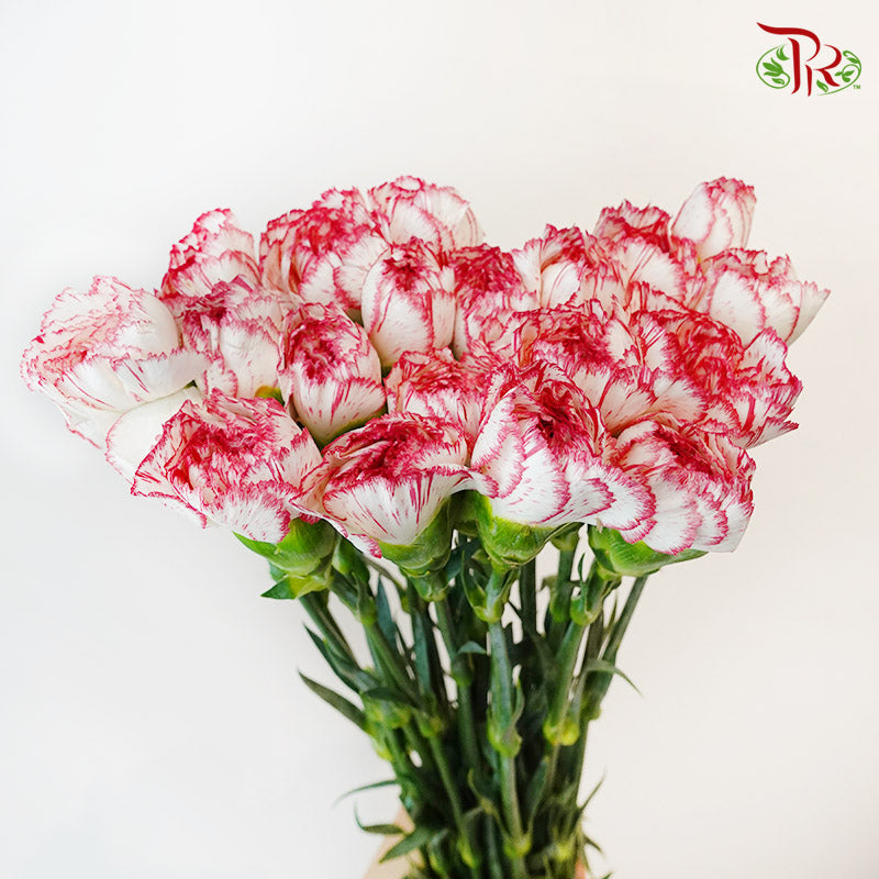 Carnation White/Red (18-20 Stems) - Pudu Ria Florist Southern