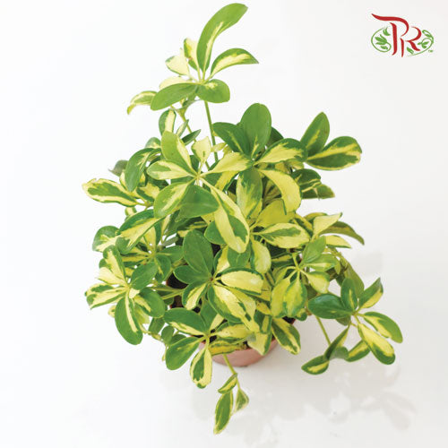 Schefflera Variegated - Pudu Ria Florist Southern