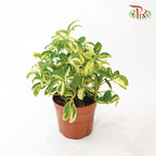 Schefflera Variegated - Pudu Ria Florist Southern