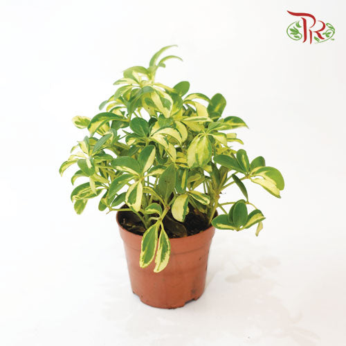 Schefflera Variegated - Pudu Ria Florist Southern