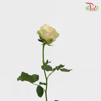 Rose Gravity (8-10 Stems) - Pudu Ria Florist Southern