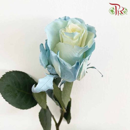 Rose Mondial Dyed Baby Blue (8-10 Stems) - Pudu Ria Florist Southern