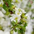 Snow Flake White - Pudu Ria Florist Southern