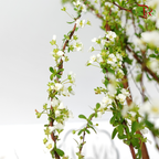 Snow Flake White - Pudu Ria Florist Southern
