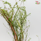 Snow Flake White - Pudu Ria Florist Southern