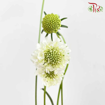 Scabiosa Colour White (Per Bundle) - Pudu Ria Florist Southern