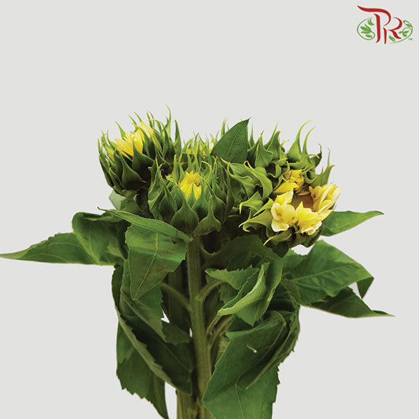 Sunflower Cream - Pudu Ria Florist Southern