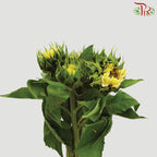 Sunflower Cream - Pudu Ria Florist Southern