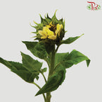 Sunflower Cream - Pudu Ria Florist Southern