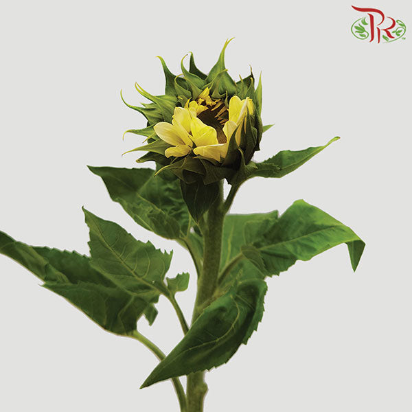 Sunflower Cream - Pudu Ria Florist Southern