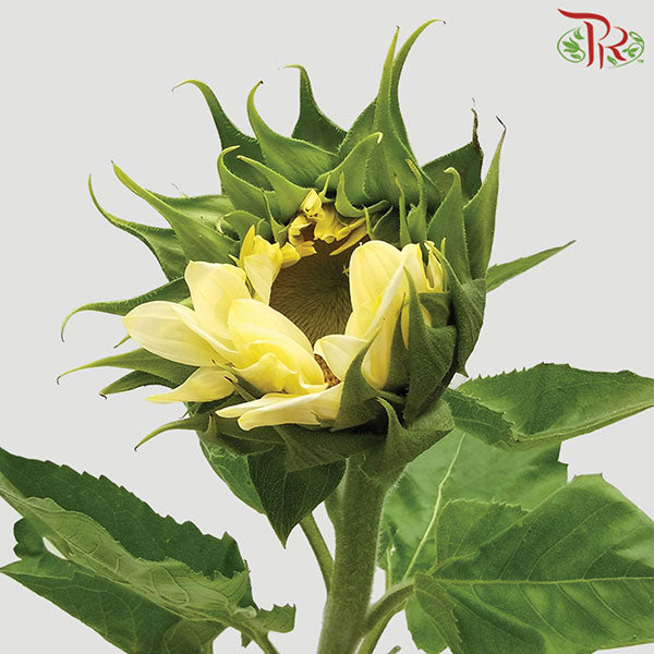 Sunflower Cream - Pudu Ria Florist Southern
