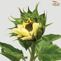 Sunflower Cream - Pudu Ria Florist Southern