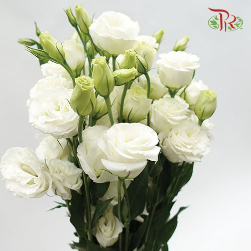 Eustoma White (12-15 Stems) - Pudu Ria Florist Southern