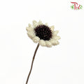 Dry Sticky Flower - Pudu Ria Florist Southern