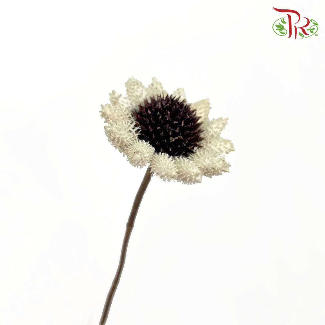 Dry Sticky Flower - Pudu Ria Florist Southern