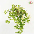 Tradescantia Fluminensis Variegata - Pudu Ria Florist Southern