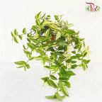 Tradescantia Fluminensis Variegata - Pudu Ria Florist Southern