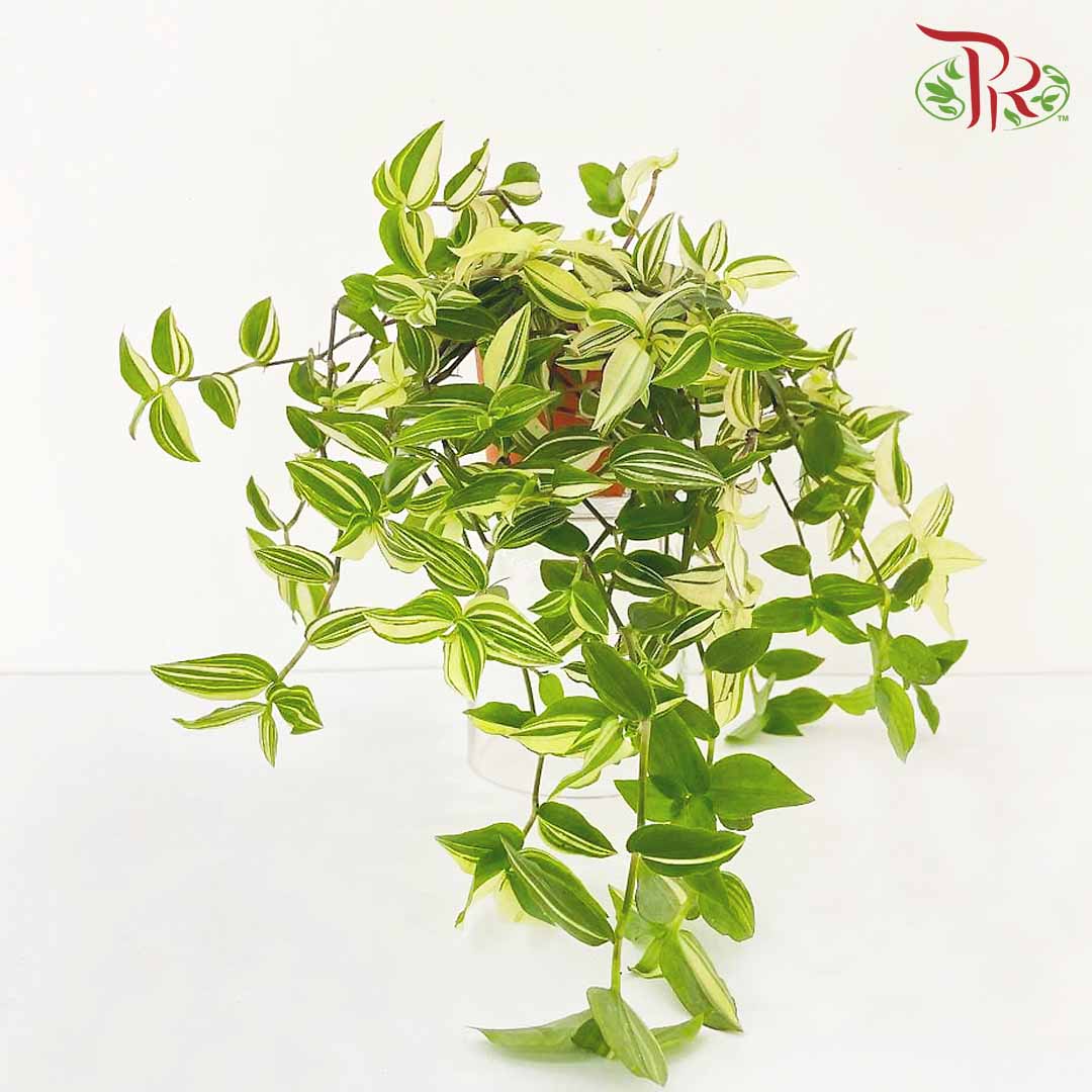 Tradescantia Fluminensis Variegata - Pudu Ria Florist Southern