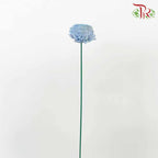 Dry Aeschynomene Aspera - Blue - Pudu Ria Florist Southern