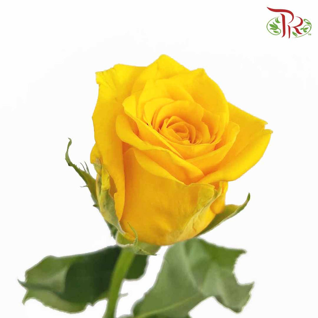 Rose Solair Yellow (19-20 Stems) - Pudu Ria Florist Southern
