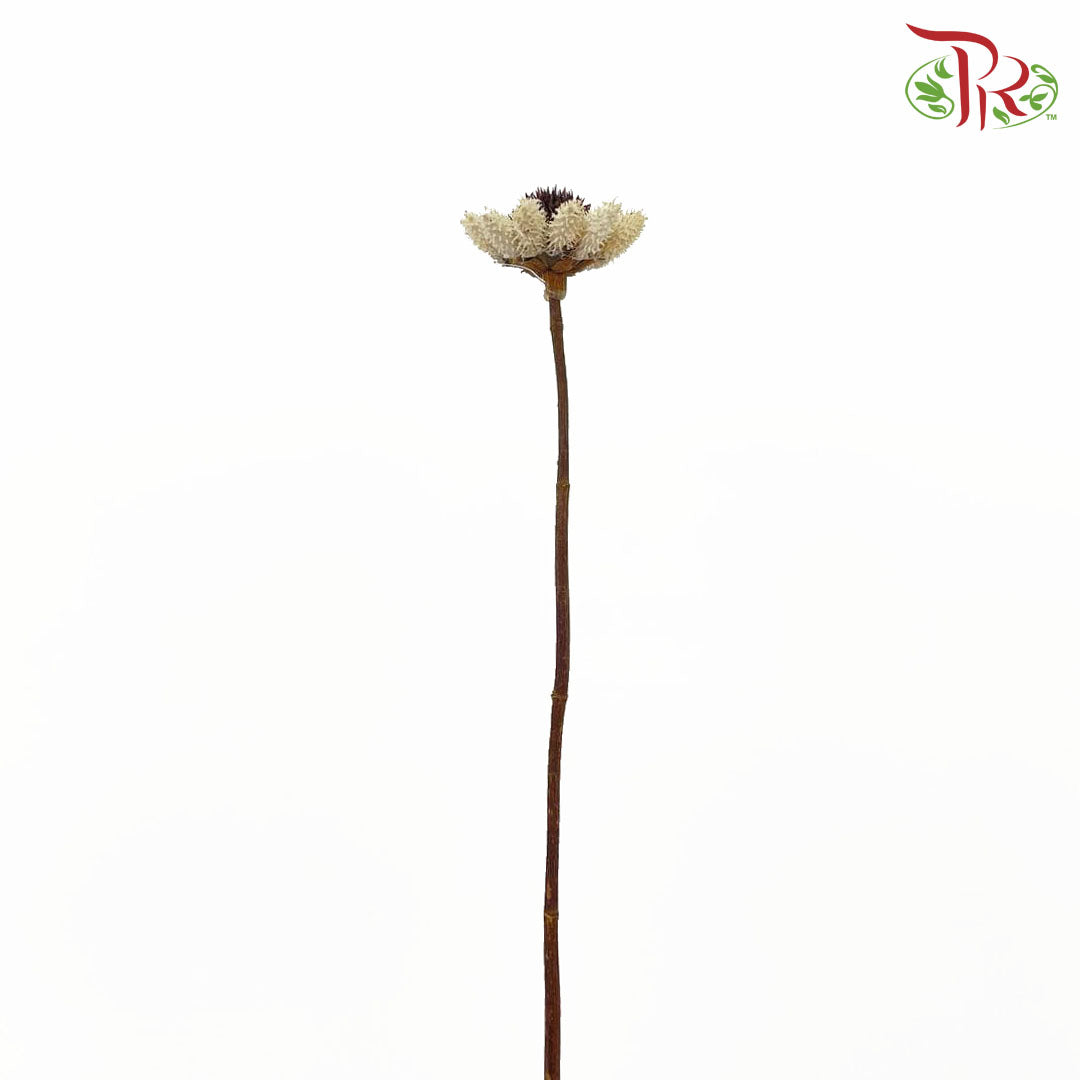 Dry Sticky Flower - Pudu Ria Florist Southern