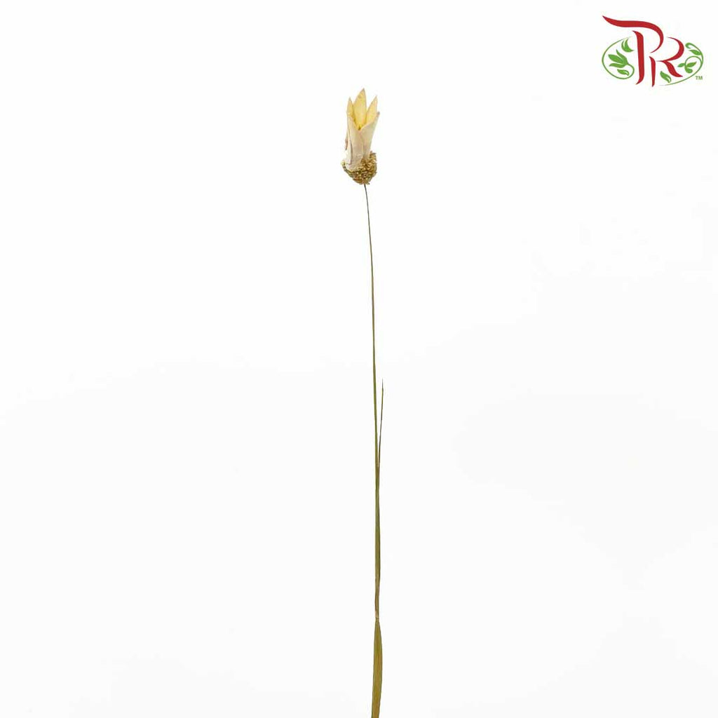 Dry Small Lily - Pudu Ria Florist Southern