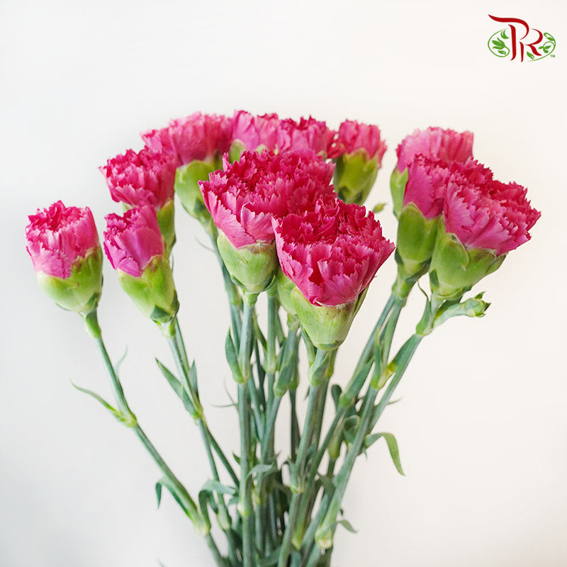 Carnation Bombay 18-20 Stems - Pudu Ria Florist Southern