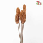 Dry Pine Cone - Pudu Ria Florist Southern