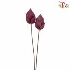 Dry Phoenix Tree Bud - Maroon - Pudu Ria Florist Southern