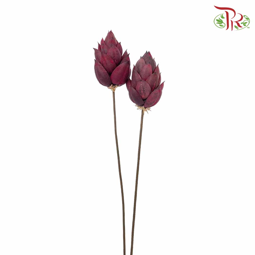 Dry Phoenix Tree Bud - Maroon - Pudu Ria Florist Southern