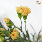Carnation Spray Genreal (18-20 Stems) - Pudu Ria Florist Southern