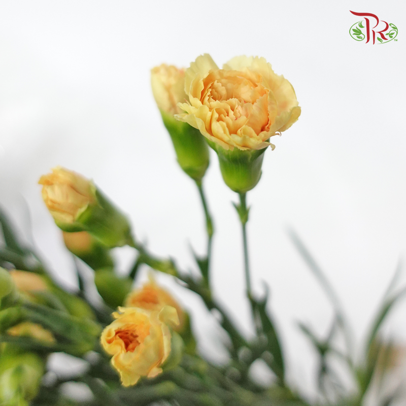 Carnation Spray Genreal (18-20 Stems) - Pudu Ria Florist Southern